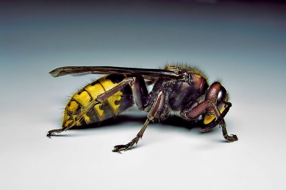 vabzdžiai gali užkrėsti žmones parazitais